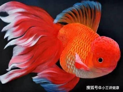 哪一種魚最好養|2024年最受歡迎觀賞魚